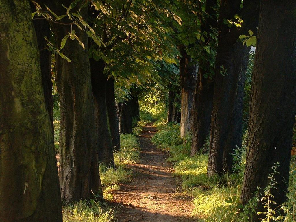 Zur Rheinschanz Bad Honningen Buitenkant foto